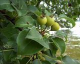 Pyrus pyraster. Ветвь с незрелыми плодами. Курская обл., г. Железногорск, берег вдхр. на р. Погарщина. 5 июля 2007 г.