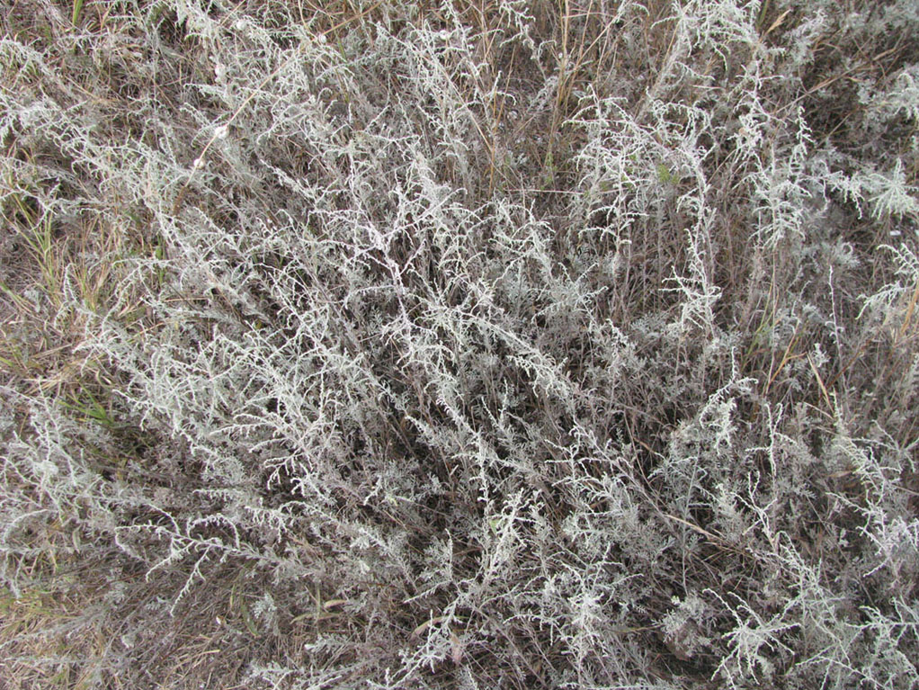 Image of Artemisia austriaca specimen.