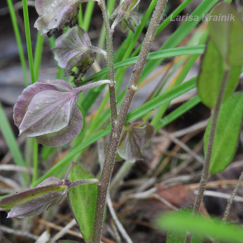 Image of Polygala japonica specimen.