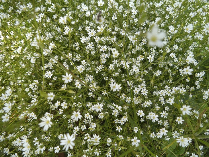 Изображение особи Stellaria graminea.