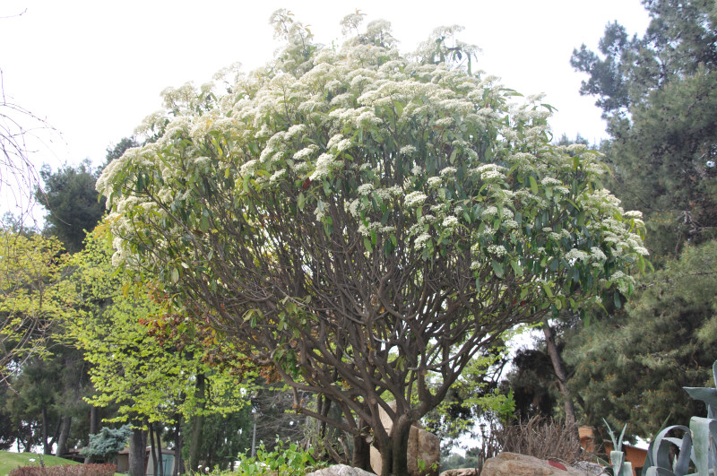 Image of Photinia serratifolia specimen.