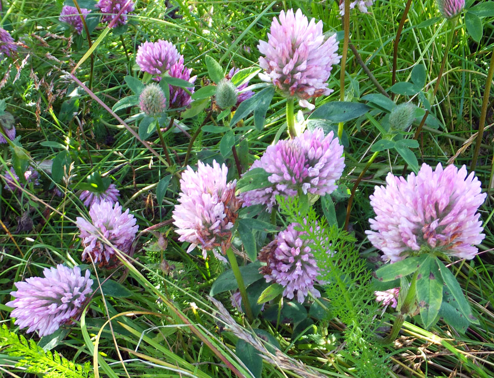 Image of Trifolium pratense specimen.