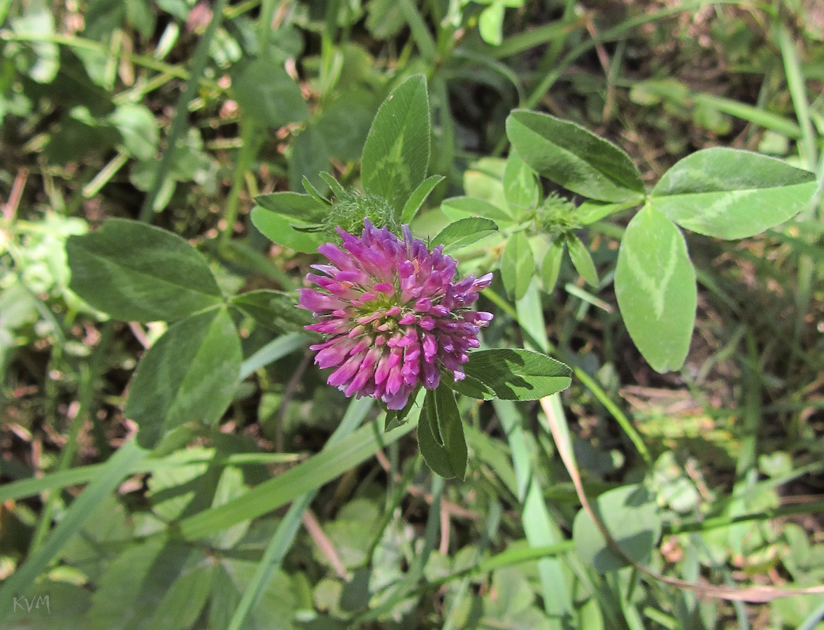 Image of Trifolium pratense specimen.