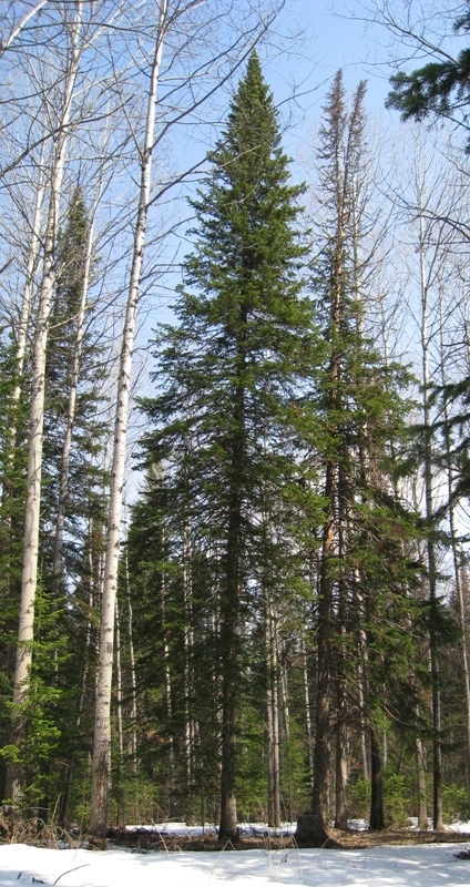 Image of Abies sibirica specimen.