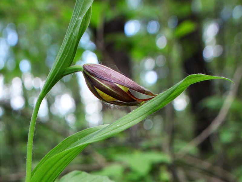 Image of Cypripedium calceolus specimen.