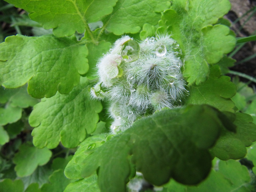 Image of Chelidonium majus specimen.