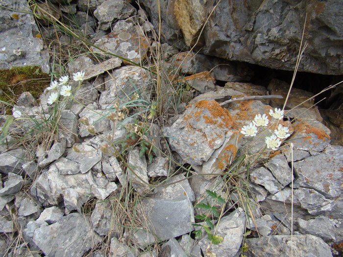 Image of Semenovia zaprjagaevii specimen.