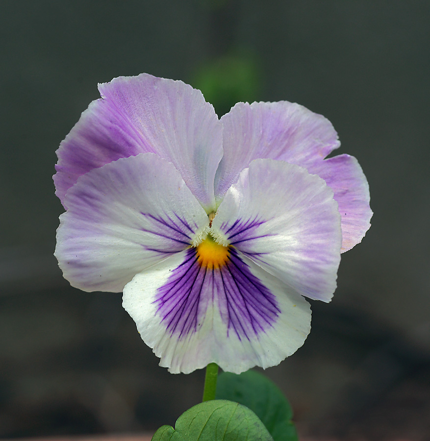 Image of Viola wittrockiana specimen.