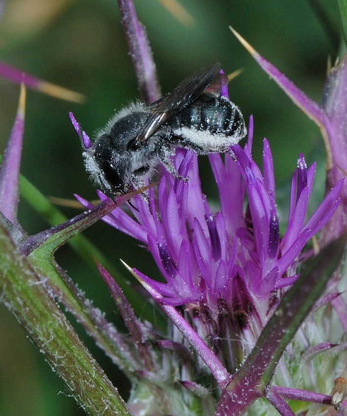 Image of Notobasis syriaca specimen.