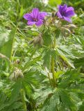 Geranium sylvaticum