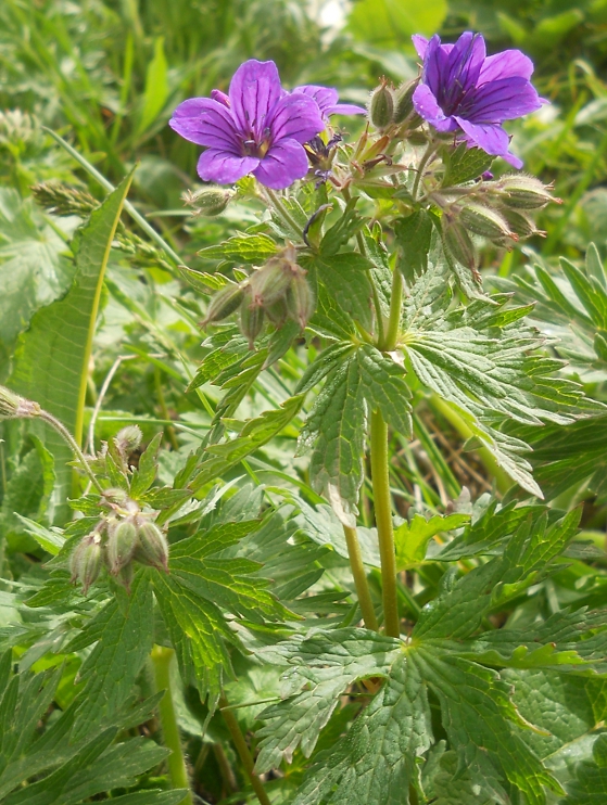 Image of Geranium sylvaticum specimen.