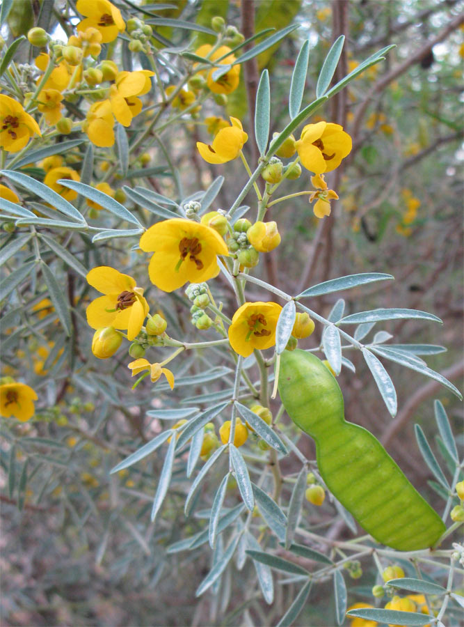 Изображение особи Senna artemisioides.