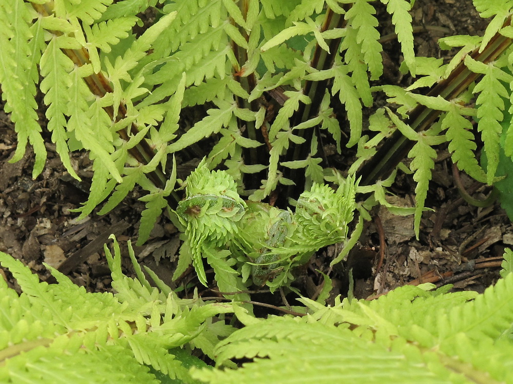 Изображение особи Matteuccia struthiopteris.