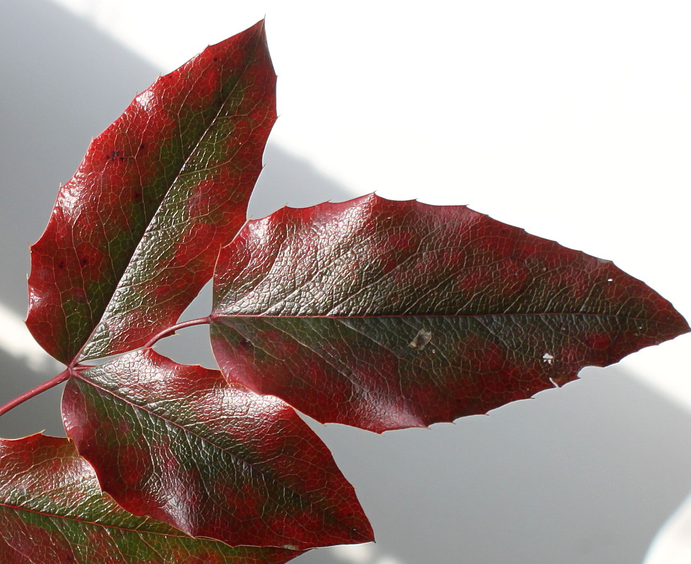 Image of Mahonia aquifolium specimen.