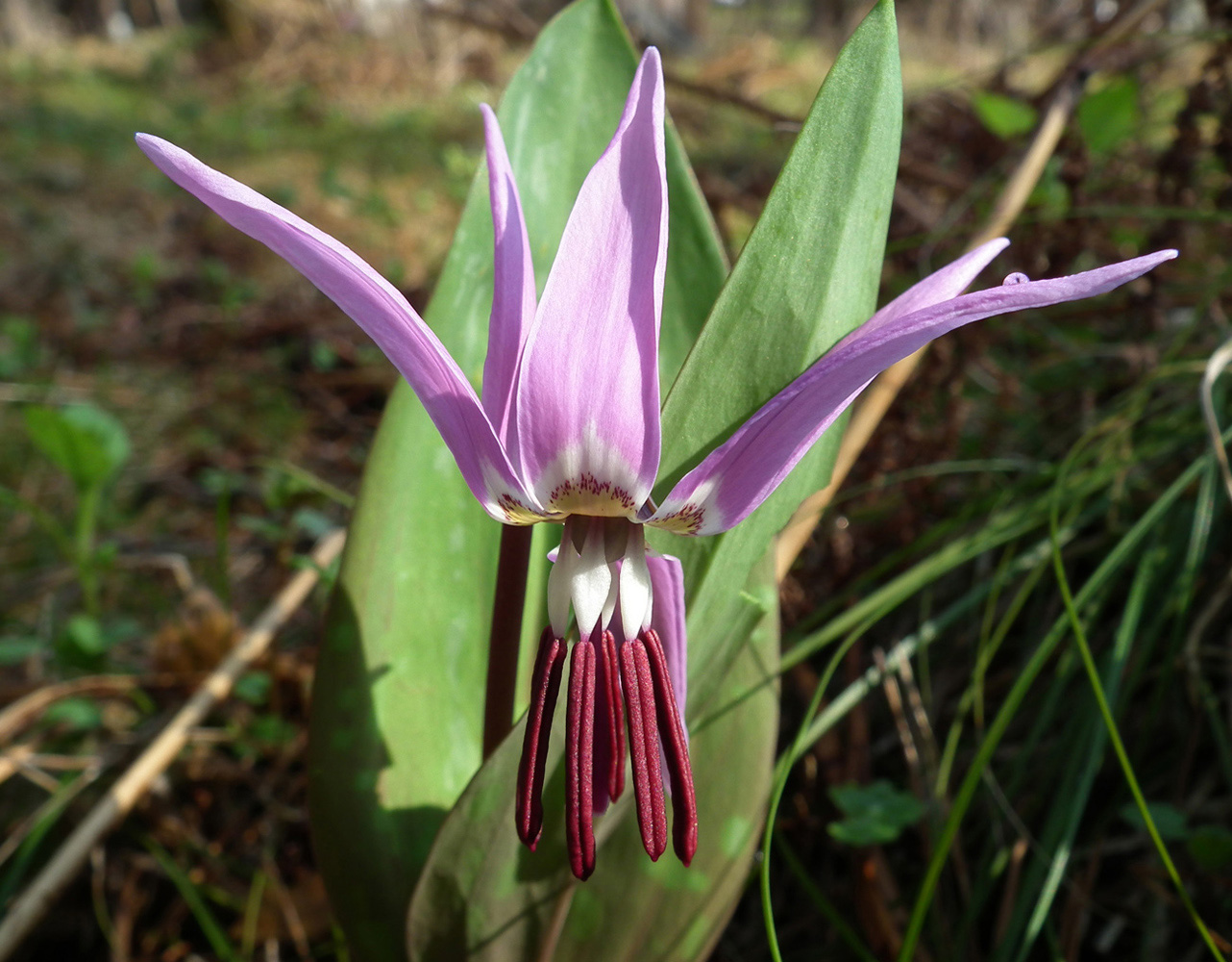 Изображение особи Erythronium sulevii.