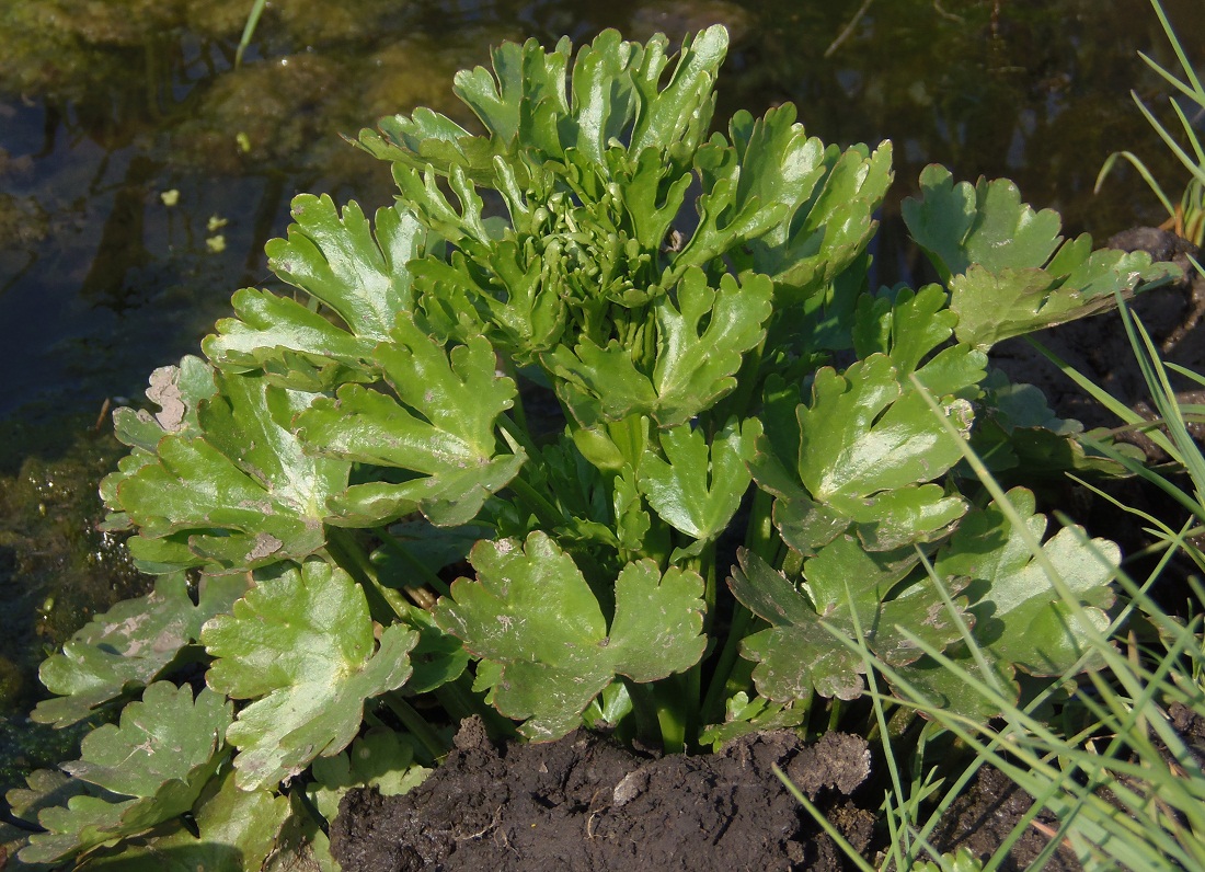 Image of Ranunculus sceleratus specimen.