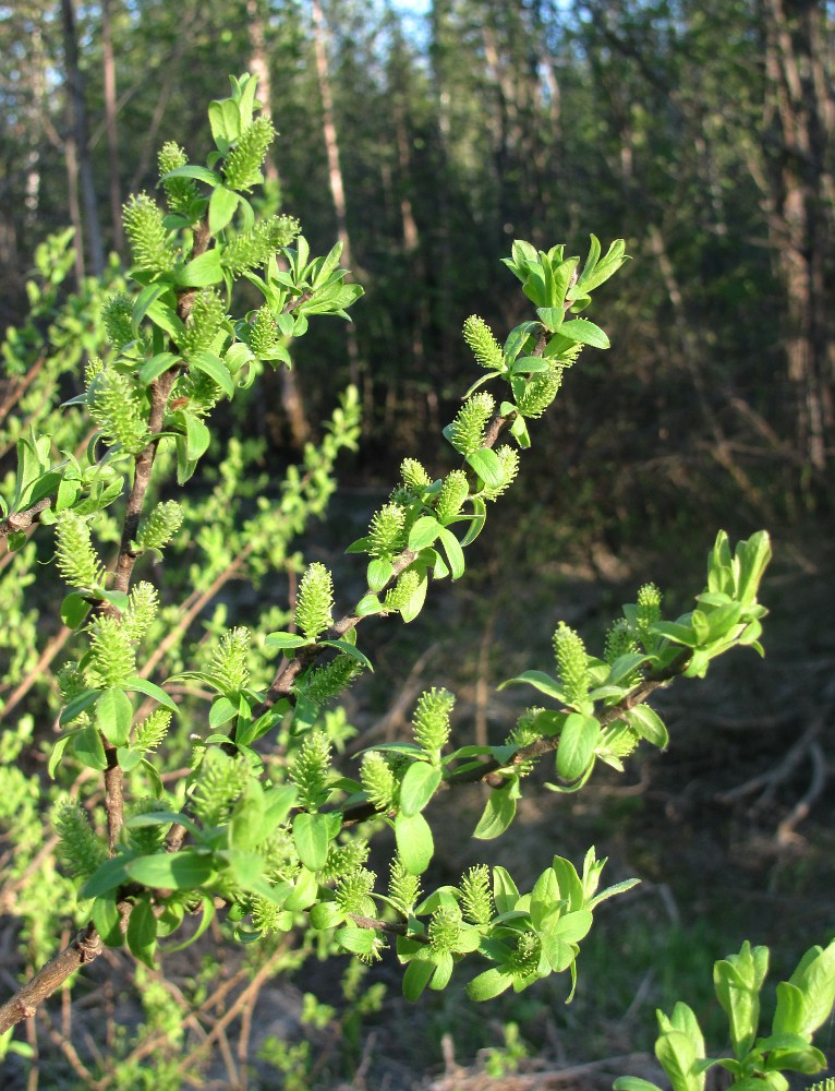 Изображение особи Salix hastata.