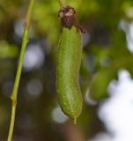 Kigelia pinnata