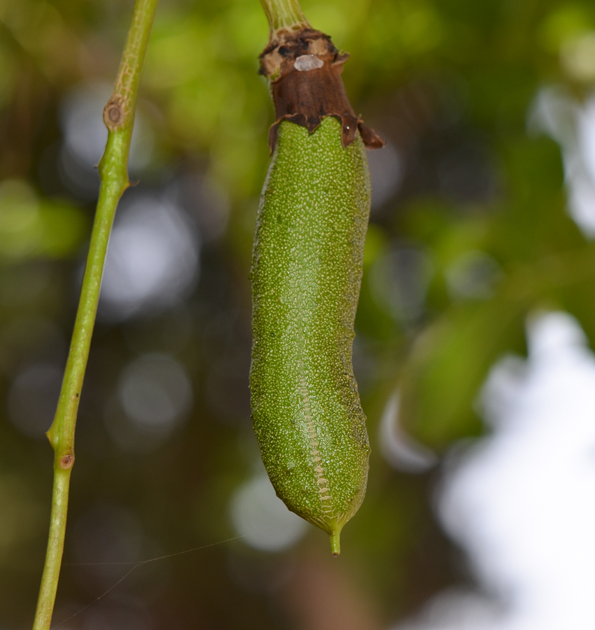 Image of Kigelia pinnata specimen.