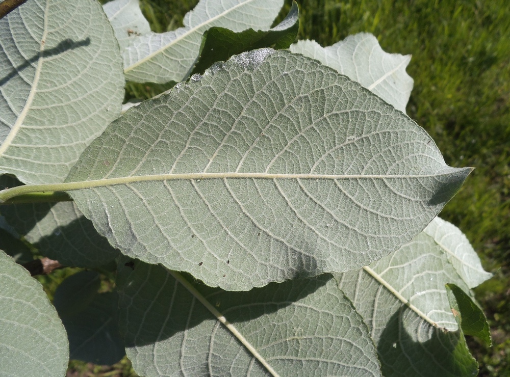 Image of Salix caprea specimen.