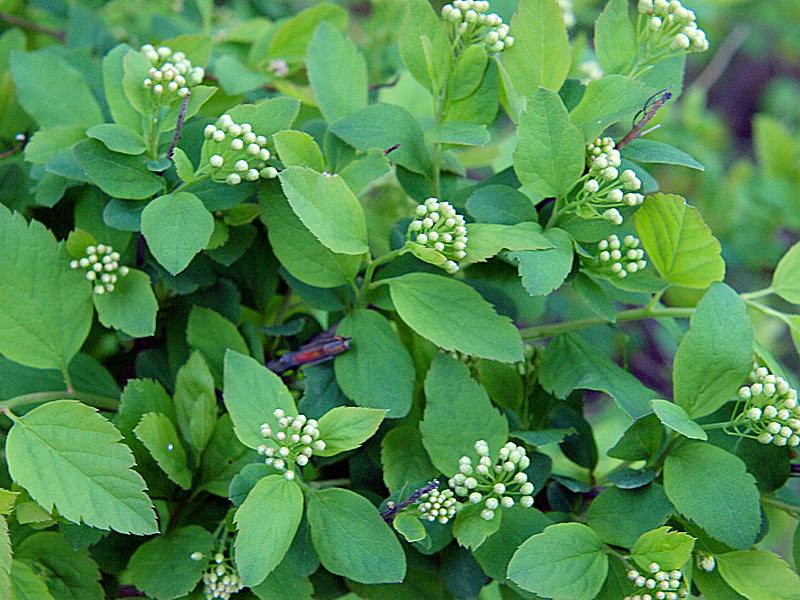 Image of Spiraea chamaedryfolia specimen.