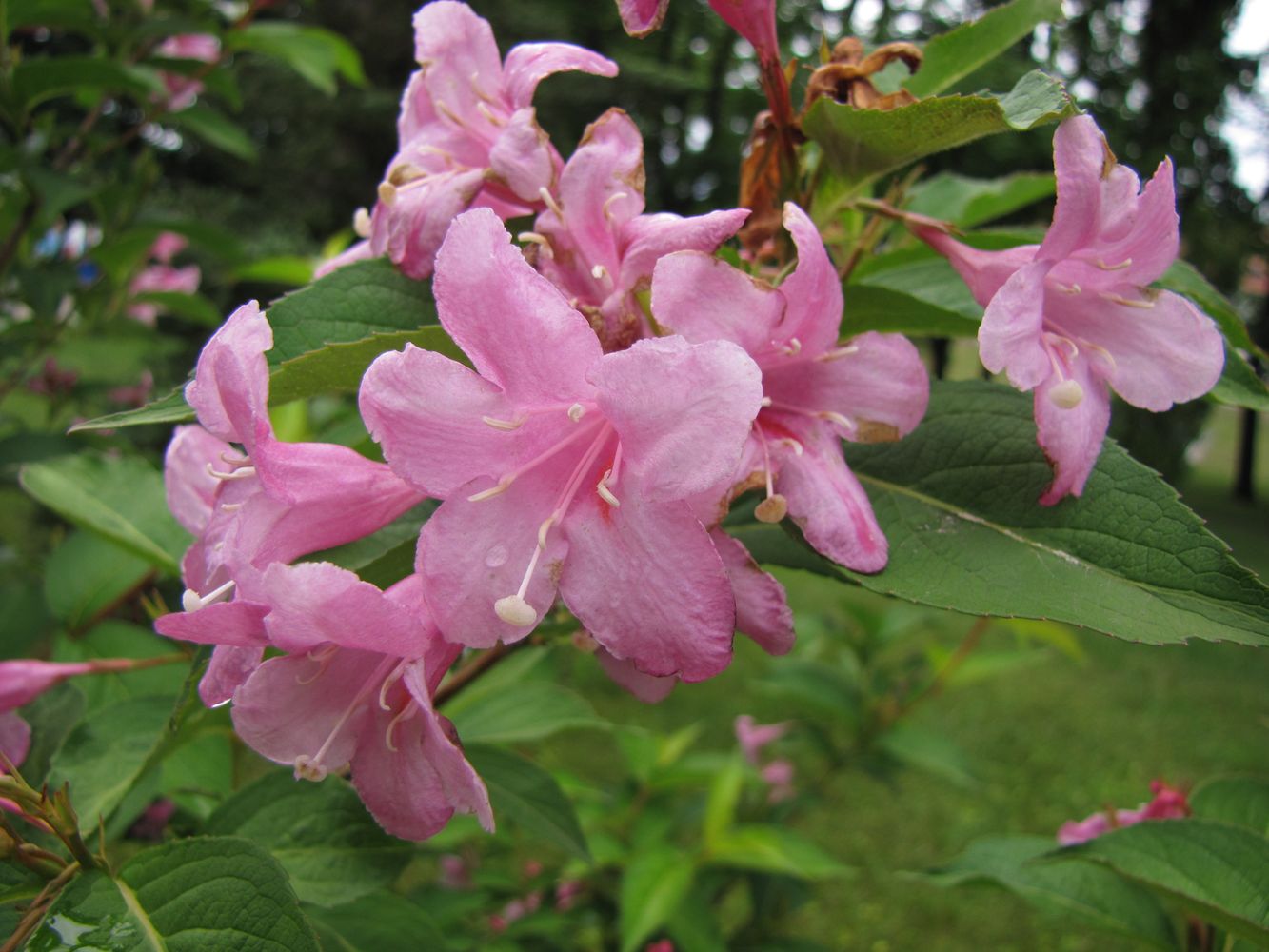 Image of genus Weigela specimen.