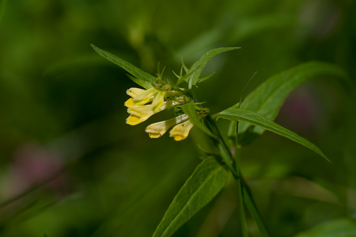 Image of Melampyrum pratense specimen.