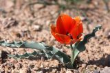 Tulipa borszczowii