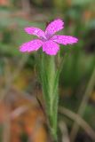 Dianthus armeria. Цветок. Крым, предгорья, лесная поляна в окр. Партизанского вдхр. 28 июля 2013 г.