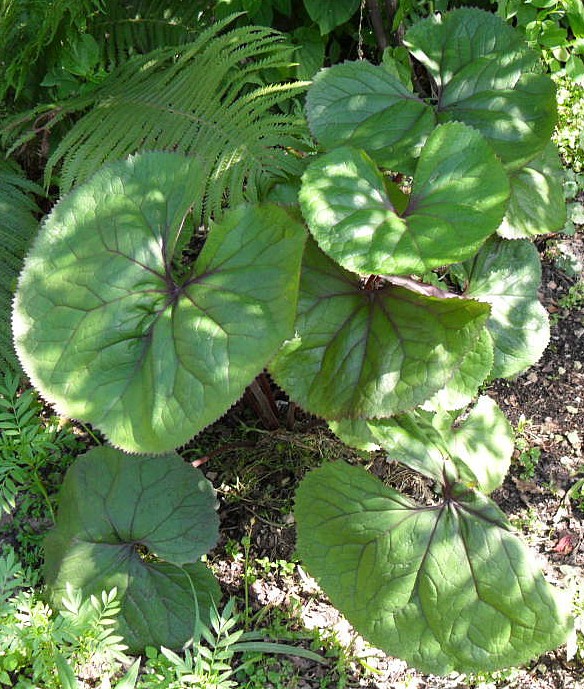 Image of Ligularia dentata specimen.