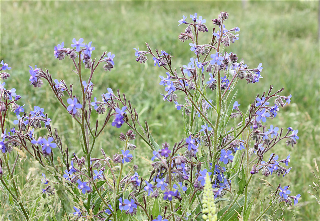 Image of Anchusa azurea specimen.