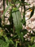 Silene noctiflora