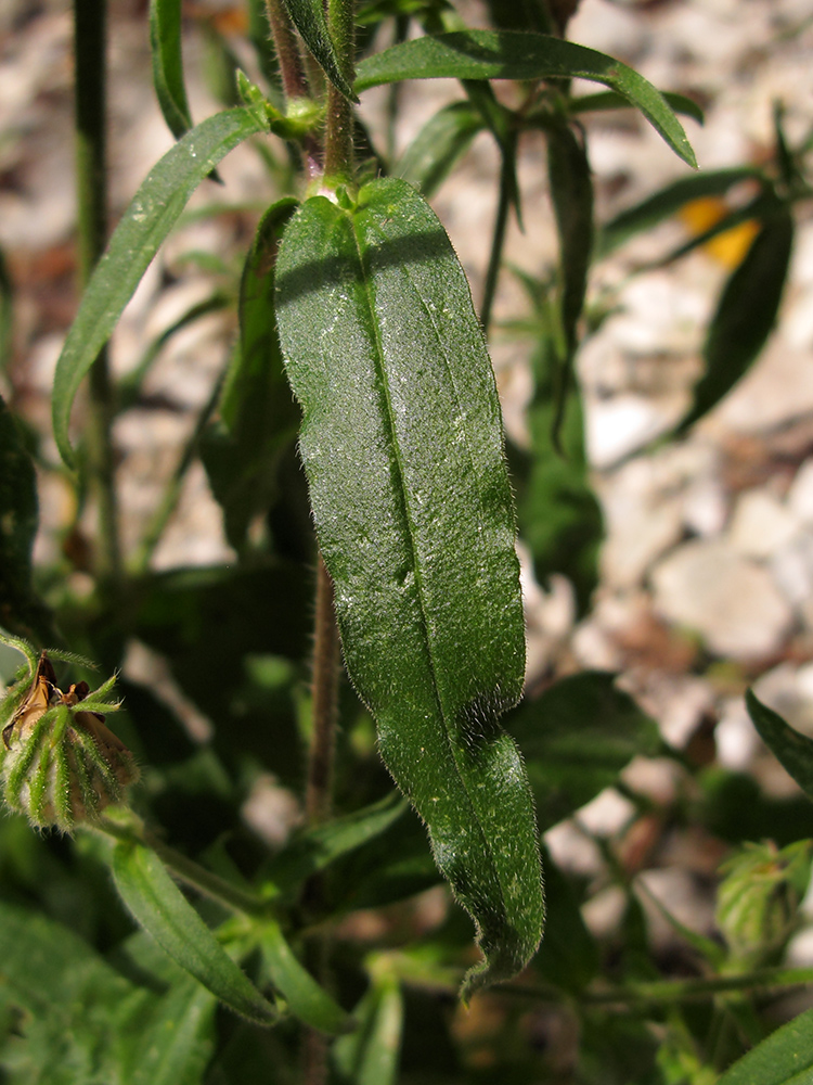 Image of Silene noctiflora specimen.