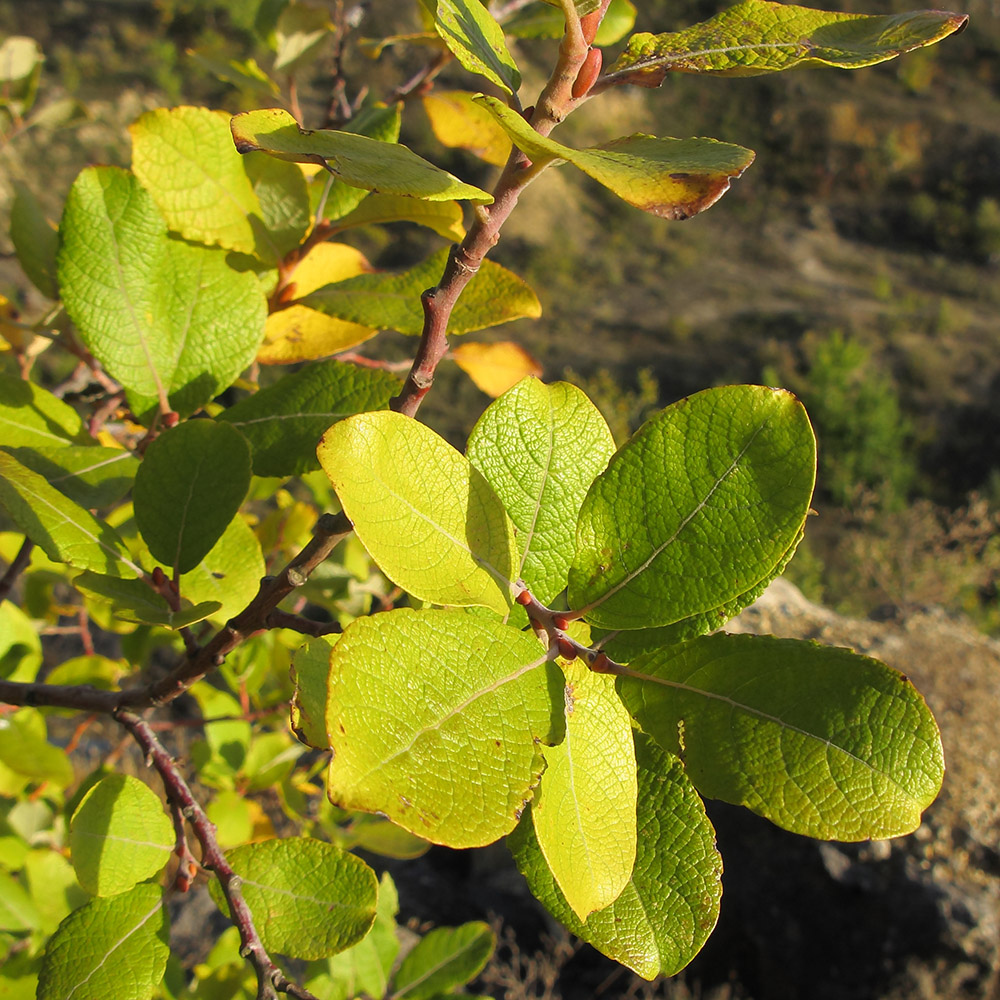 Image of Salix caprea specimen.