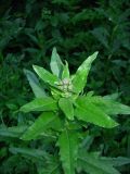 Cirsium setosum