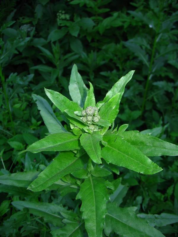 Image of Cirsium setosum specimen.