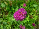 Trifolium pratense