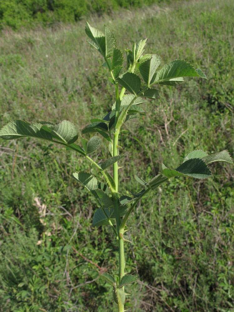 Image of genus Rosa specimen.