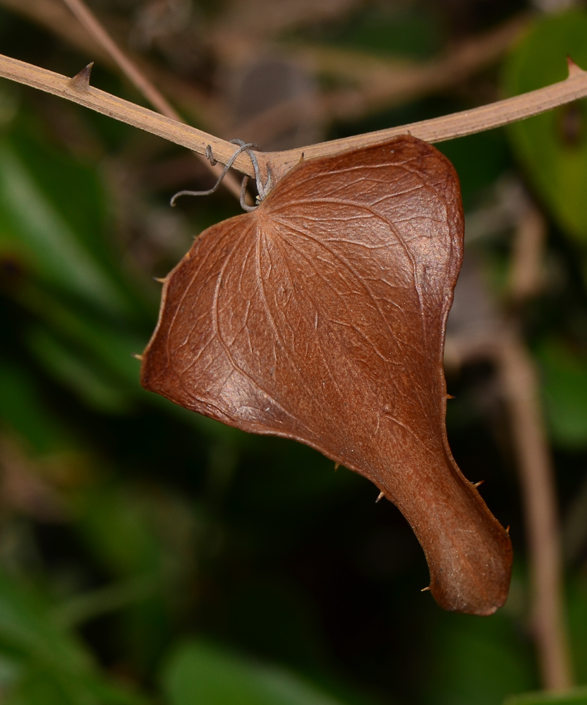 Image of Smilax aspera specimen.