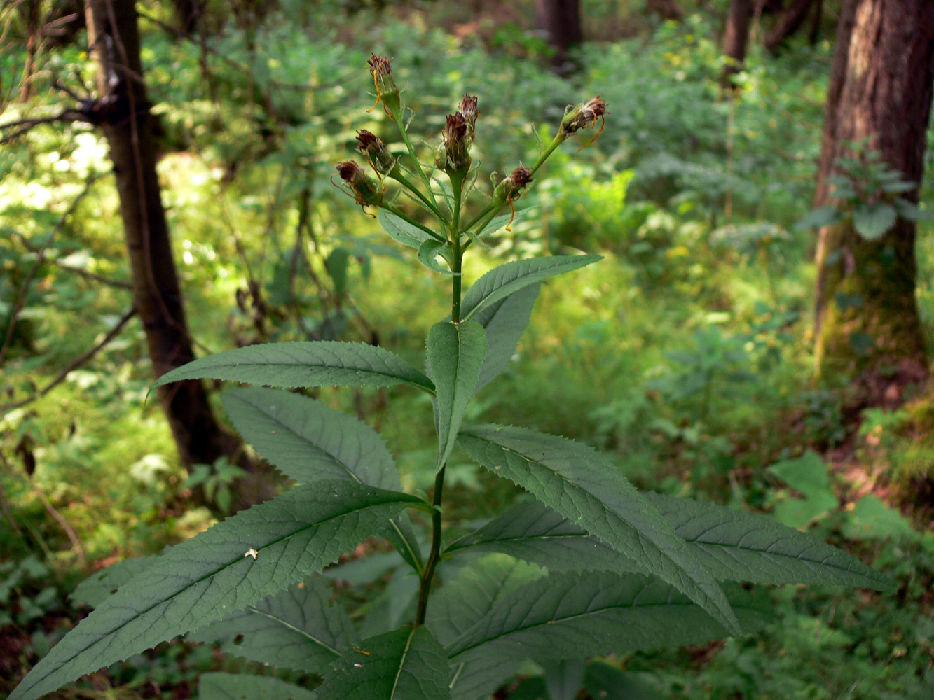 Изображение особи Senecio nemorensis.