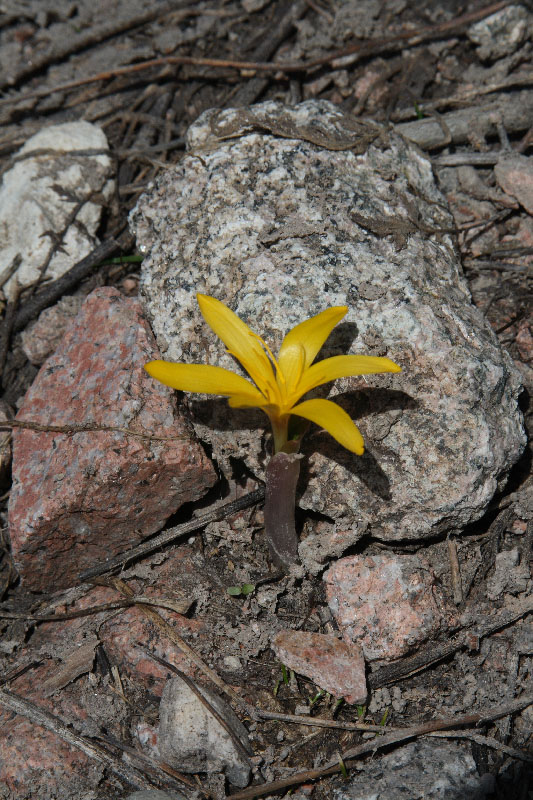 Изображение особи Colchicum luteum.