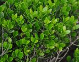 Buxus hildebrandtii