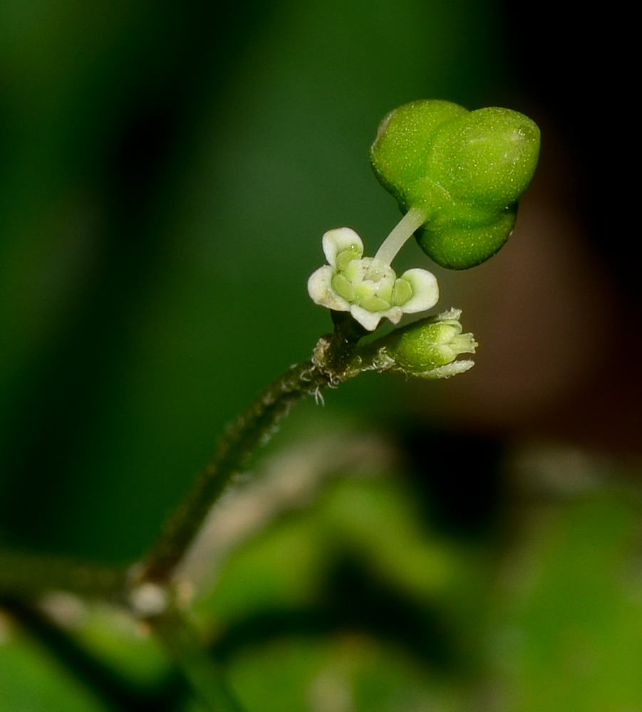 Изображение особи Euphorbia graminea.