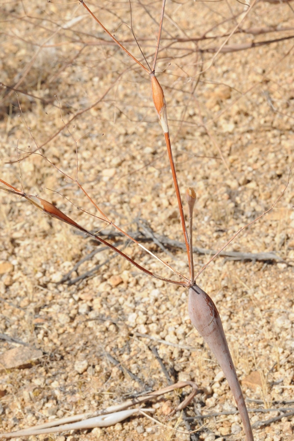 Image of Eriogonum inflatum specimen.