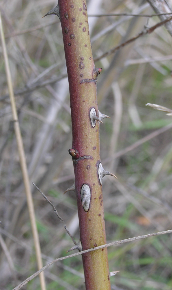 Image of genus Rosa specimen.