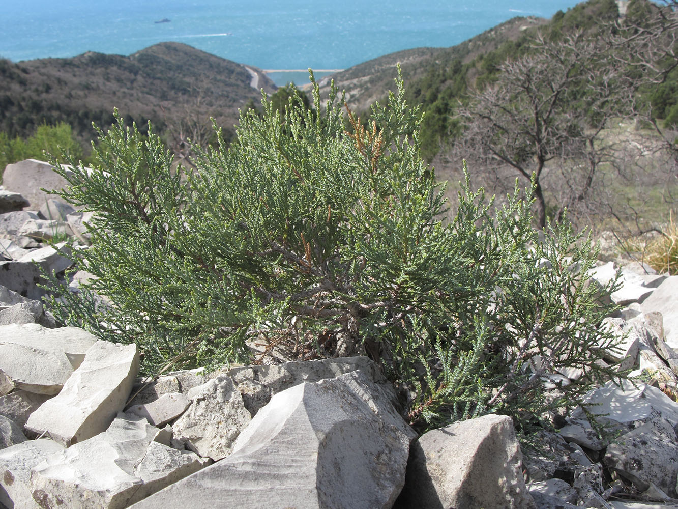 Image of Juniperus excelsa specimen.