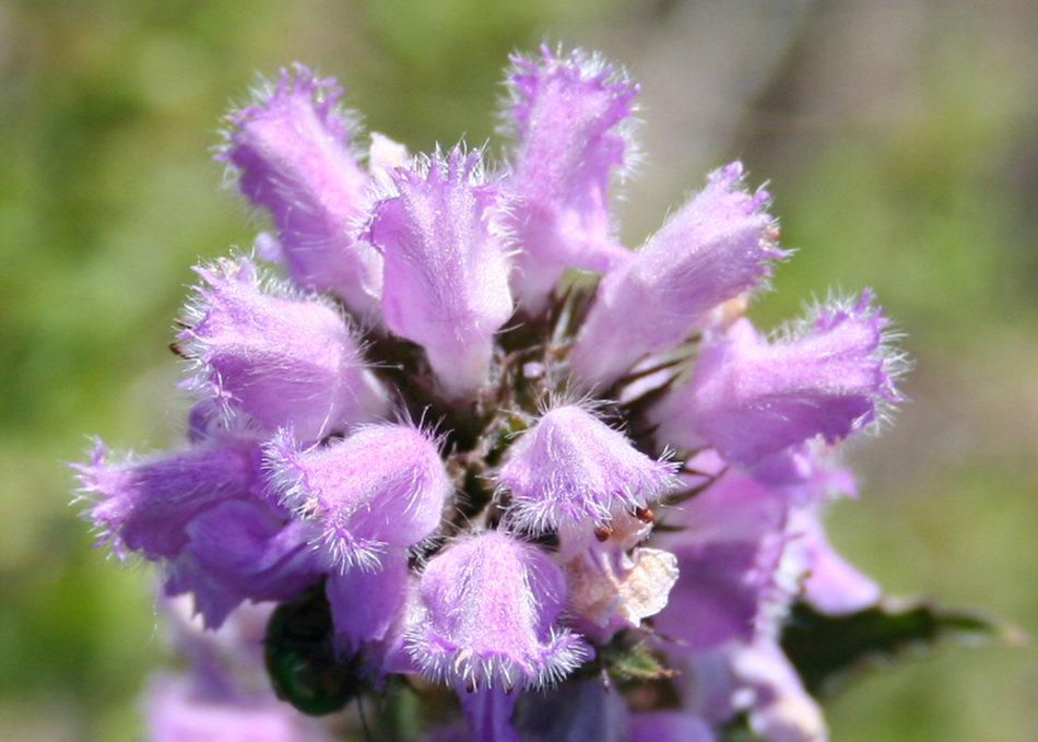 Изображение особи Phlomoides agraria.