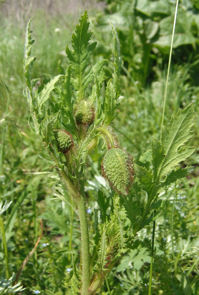 Image of Papaver rhoeas specimen.