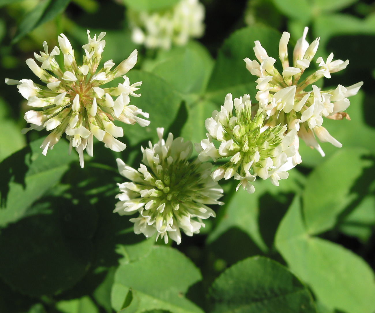 Image of Trifolium repens specimen.