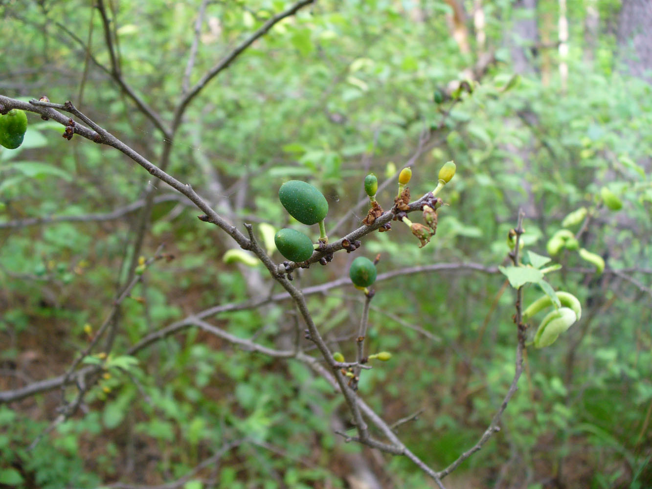 Изображение особи род Prunus.